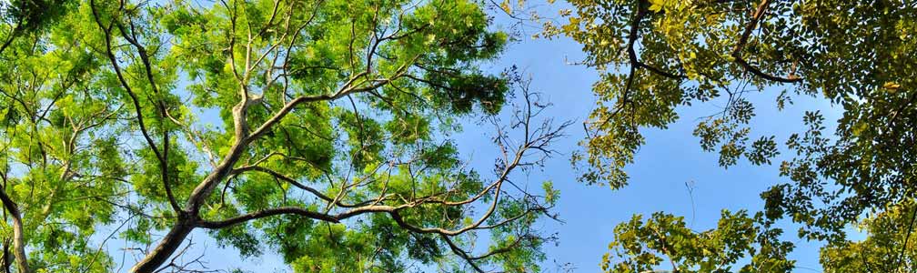 tree canopy with blue sky